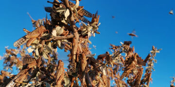 Une infestation de criquets bruns fait des ravages dans le sud de la Namibie