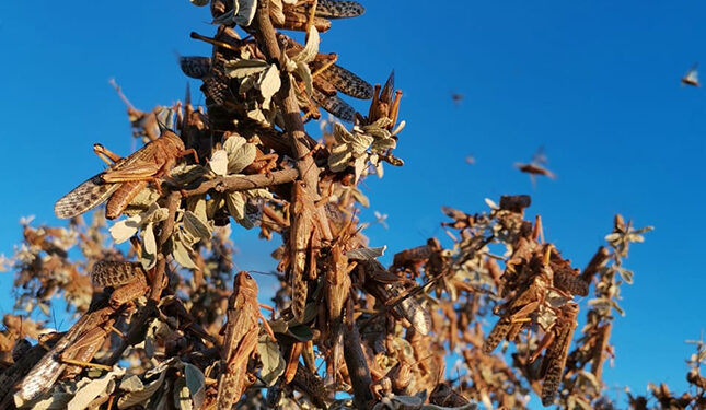 Une infestation de criquets bruns fait des ravages dans le sud de la Namibie